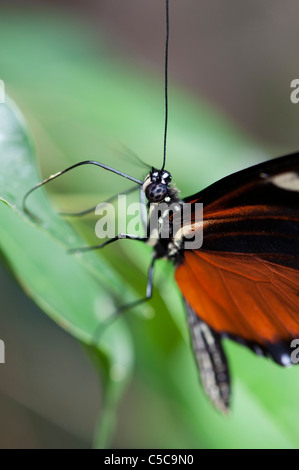 Heliconius Aigeus. Tiger Longwing Schmetterling Stockfoto