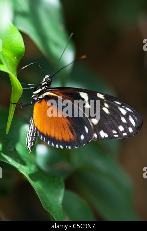 Heliconius Aigeus. Tiger Longwing Schmetterling Stockfoto