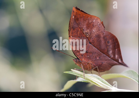 Kallima Inachos. Orange Oakleaf oder totes Blatt Schmetterling Stockfoto