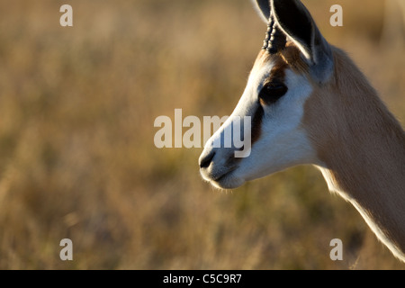 Springbock im Central Kalahari Stockfoto
