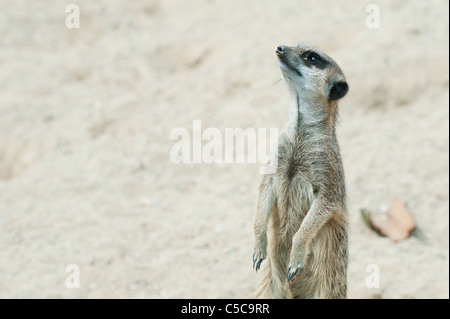 Suricata Suricatta. Captive Erdmännchen Stockfoto