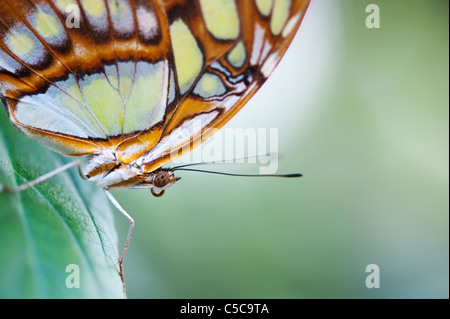 Siproeta Stelenes. Malachit-Schmetterling Stockfoto