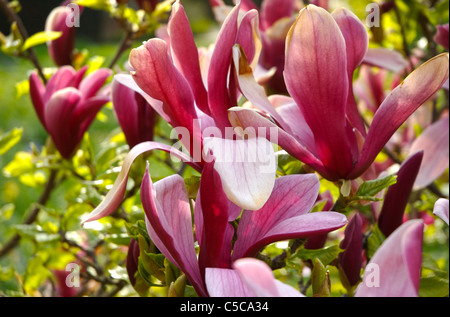 Rosa Magnolien Blumen wachsen außerhalb in einem englischen Landhaus-Garten Stockfoto