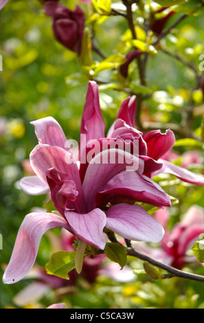 Rosa Magnolien Blumen wachsen außerhalb in einem englischen Landhaus-Garten Stockfoto