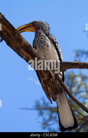 Südlichen Yellowbilled hornbill Stockfoto