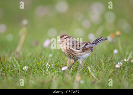 Berghänfling; Zuchtjahr Flavirostris; Mull; Schottland Stockfoto