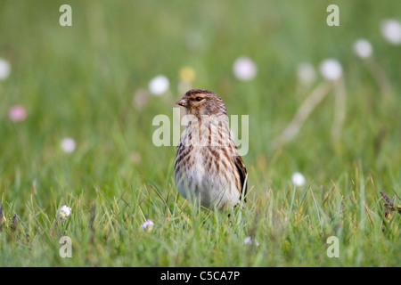 Berghänfling; Zuchtjahr Flavirostris; Mull; Schottland Stockfoto