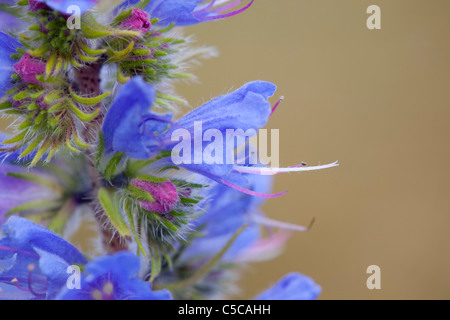 Viper's Bugloss; Echium Vulgare; Cornwall Stockfoto