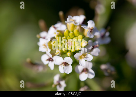 Brunnenkresse; Kapuzinerkresse Officinale; Schottland Stockfoto