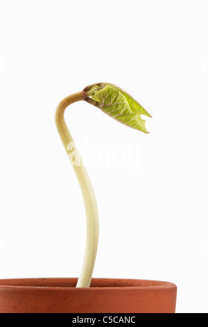 Runner Bean Sämling Stockfoto