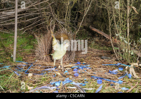 Satin Laubenvogel Ptilonorhynchus Violaceus Weibchen Bower fotografiert in ACT, Australien Stockfoto