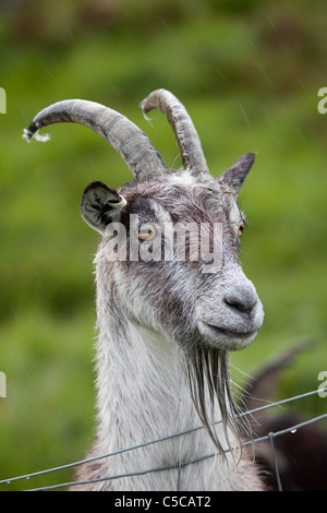 Wilde Ziege; Capra Hircus; Dumfries; Schottland Stockfoto