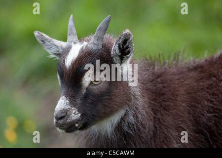 Wilde Ziege; Capra Hircus; Dumfries; Schottland Stockfoto