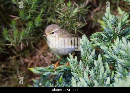 Fitis; Phylloscopus Trochilus; Schottland Stockfoto