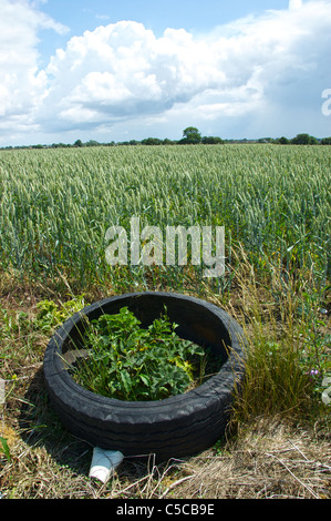 Müll geworfen in ein Feld Suffolk, England Stockfoto