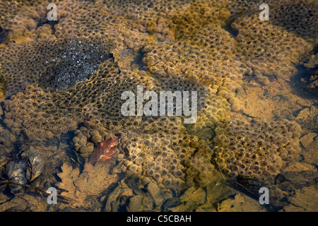 Europäische Grasfrosch (Rana Temporaria) Frogspawn im flachen Wasser, Belgien Stockfoto