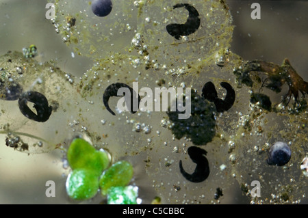 Larven in gemeinsamen Frogspawn der Frosch (Rana Temporaria) im Teich Stockfoto