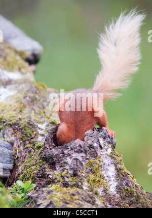 Freche Eichhörnchen Sciurus Vulgaris mit Kopf nach unten Loch in umgestürzten Baumstamm auf der Suche nach Erdnüssen, Strathspey, Schottland Stockfoto