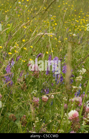 Wilde Blumen und Gräser wachsen in einem Feld in Windsor, Massachusetts. Stockfoto