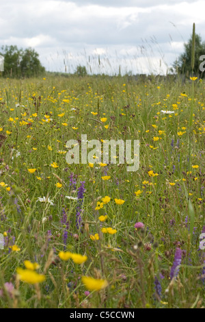 Wilde Blumen und Gräser wachsen in einem Feld in Savoyen, Massachusetts. Stockfoto