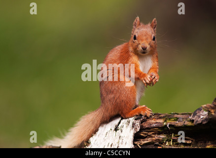 Neugierige rote Eichhörnchen Sciurus Vulgaris, Blick in die Kamera, Strathspey, Schottland Stockfoto