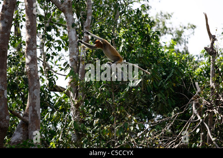 Ein Nasenaffe springen zu einem anderen Baum in Tanjung Puting Nationalpark, Central Kalimantan, Indonesien Stockfoto