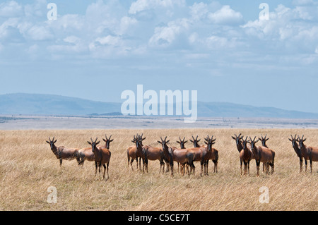 Herde von Topi, Damaliscus Lunatus, auf der Ebene der Masai Mara, Kenia, Afrika Stockfoto