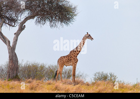 Masai-Giraffe, Giraffe Giraffa, Masai Mara National Reserve, Kenia, Afrika Stockfoto