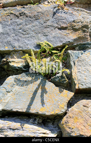 Harlech Castle, befindet sich in Harlech, Gwynedd, Wales UK. Im 13. Jahrhundert erbaut. Stockfoto