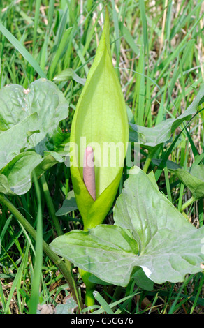 Blüte und Blätter der Lords und Ladies, Cuckoo Pint (Arum Maculatum) wächst Gras. Blütenständen und Spatha sind deutlich sichtbar. Stockfoto