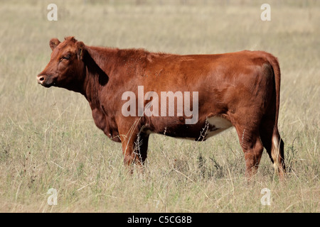 Rote Angus Kuh auf der Weide Stockfoto