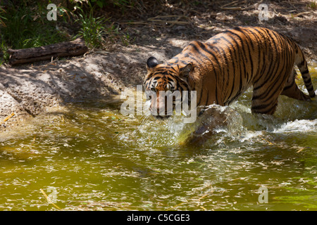 Tiger, die durch das Wasser in einer Zoo-Ausstellung Stockfoto