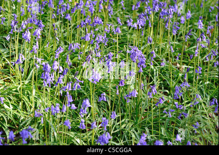 Gemeinsamen Bluebell - Wild Hyazinthe - Holz Hyazinthe (nicht Endymion-Scriptus - Hyacinthoides non-Scripta) Blüte im Frühjahr Stockfoto