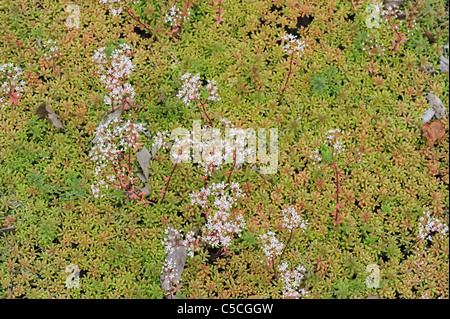 Weiße Fetthenne (Sedum Album) Blüte im Sommer Stockfoto