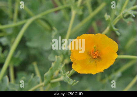 Gelb gehörnten Mohn - gelbe Hornpoppy (Glaucium Flavum) blühen im Sommer Stockfoto