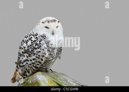 Schneeeule saß auf einem Felsen, isoliert auf einem grauen Hintergrund. Foto Ailwee Cave, Birds Of Prey Heiligtum, Irland. Stockfoto