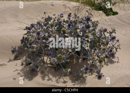 Meer Holly, Eryngium Maritimum, sand Dünen, West Sussex, UK Stockfoto