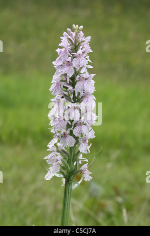 Heide Orchidee Blütenrispe entdeckt Stockfoto