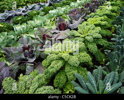 Gemüsegarten. Stockfoto