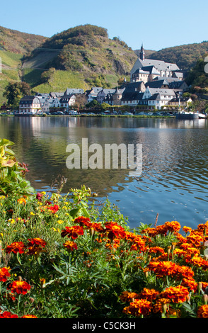 Moselufer Mit Blumen, Beilstein Im Herbst Mittelmosel, Blumen an der Mosel, das Dorf Beilstein im Herbst Stockfoto