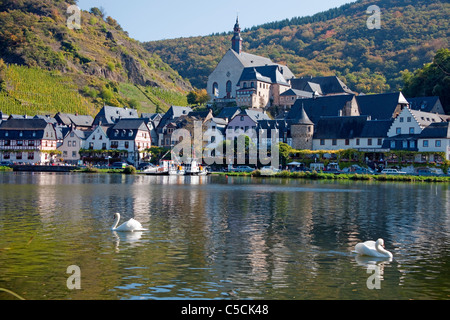 Schwaene Auf der Mosel, Beilstein Im Herbst Mittelmosel, Schwäne an der Mosel, das Dorf Beilstein im Herbst Stockfoto