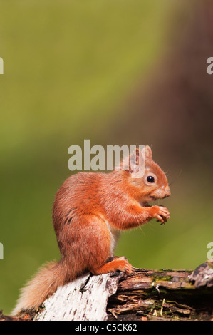 Eichhörnchen Sciurus Vulgaris Fütterung auf Holzscheit in Wäldern, Strathspey, Schottland Stockfoto