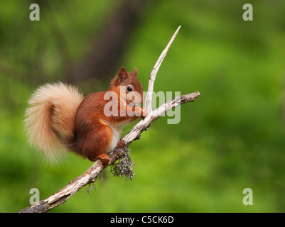 Eichhörnchen Sciurus Vulgaris Fütterung auf Ast im Wald, Strathspey, Schottland Stockfoto