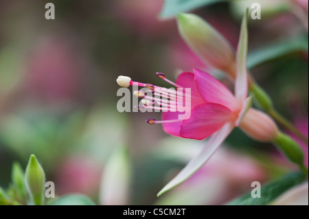 Fuchsia Walz Jubelteen Blumen Stockfoto