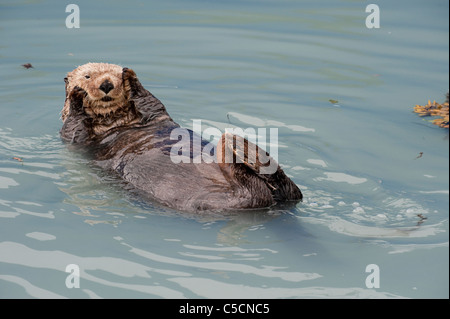 Sea Otter, Enhydra Lutris, (vom Aussterben bedrohte Arten), Valdez, Alaska (Prinz-William-Sund) Stockfoto