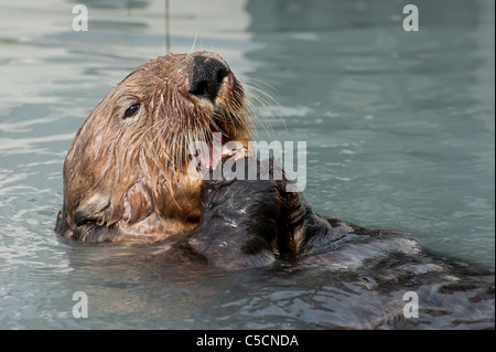 Sea Otter, Enhydra Lutris, Essen Muscheln, Valdez, Alaska (Prinz-William-Sund) Stockfoto