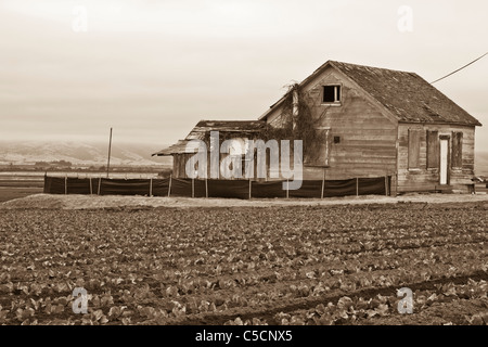 Salinas Valley, Kalifornien, USA Stockfoto