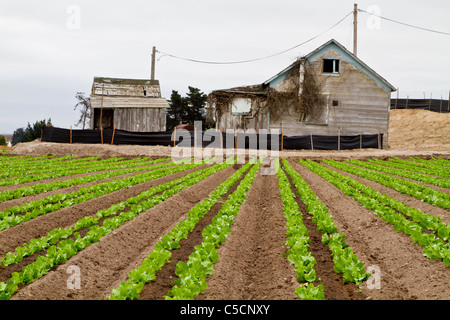 Landwirtschaft in der Salinas Valley, Kalifornien, USA Stockfoto