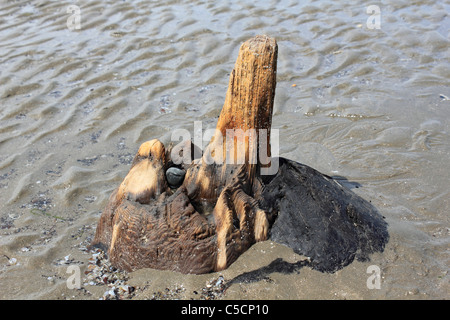 Versunkene Wald ausgesetzt bei Ebbe am Borth Sandstrand in der Nähe von Ynyslas, Ceredigion, Wales, UK Stockfoto