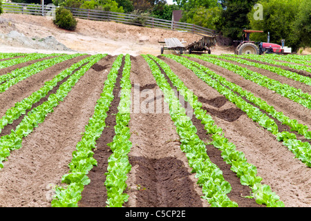 Salinas Valley, Kalifornien, USA Stockfoto